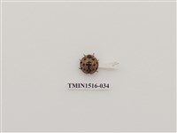 藏品(鞘翅目(二))的圖片